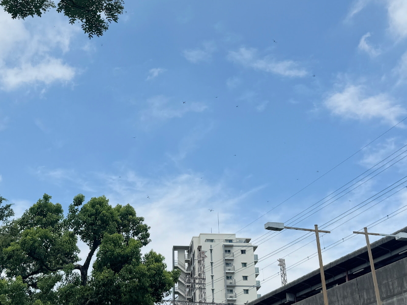 南海住吉大社駅でめっちゃ飛んでたとんぼ