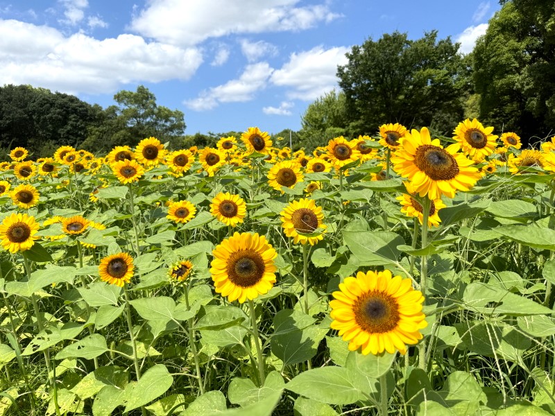 長居植物園2024年「ひまわりウィーク」の向日葵