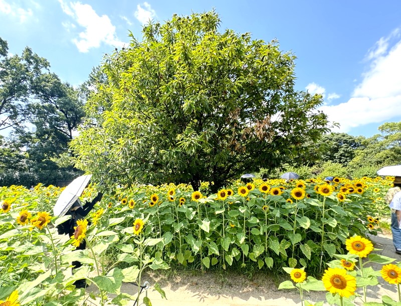 クリの木の周りのひまわり