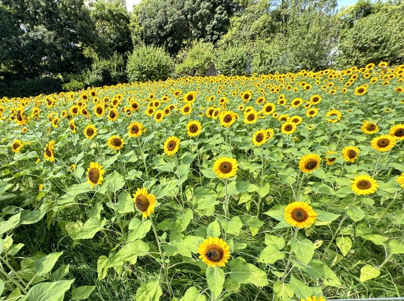 長居植物園2024年「ひまわりウィーク」の向日葵