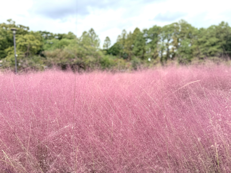 長居公園「グラスフェア」のカピラリス