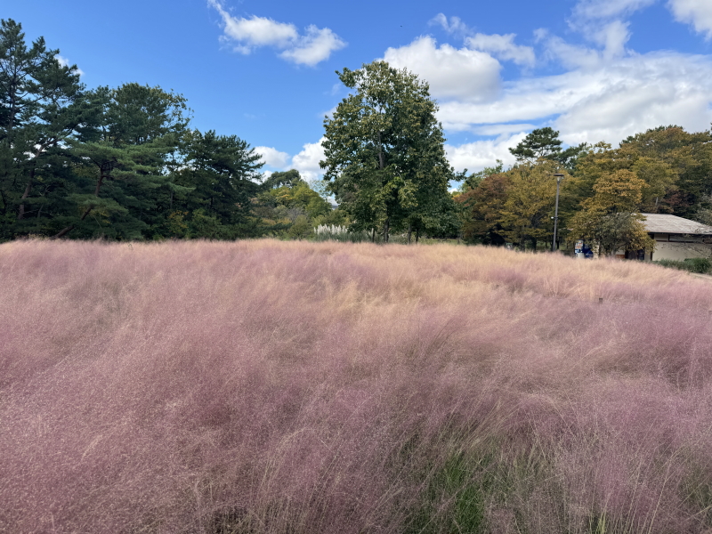 2024年11月18日の長居公園グラスフェアのカピラリス