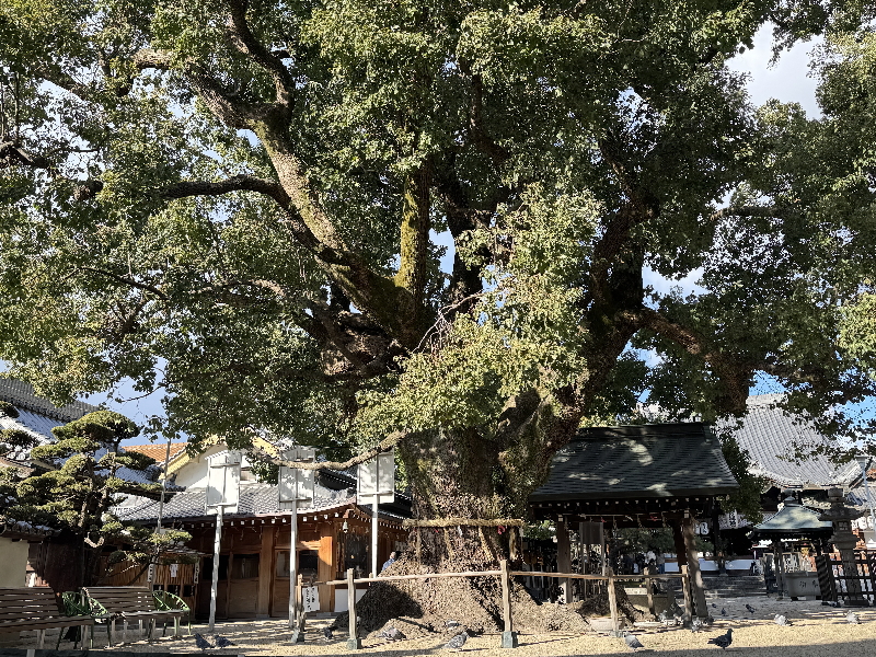 住吉区あびこ観音の大楠