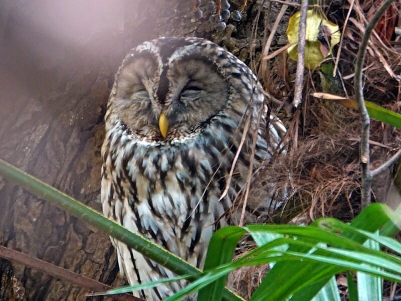 長居公園内、長居植物園　野生のふくろう