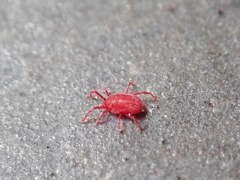 【住吉区目撃情報】ベランダにおる赤いちっちゃい虫