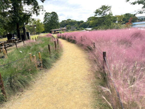 長居公園「グラスフェア」のカピラリス