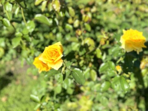 長居植物園　秋のローズウィーク