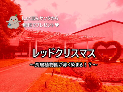 長居植物園が赤く染まる！？レッドクリスマス