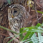 長居公園内、長居植物園　野生のふくろう