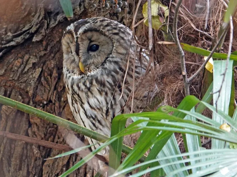 長居公園内、長居植物園　野生のふくろう