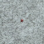 【住吉区目撃情報】ベランダにおる赤いちっちゃい虫