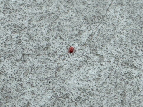 【住吉区目撃情報】ベランダにおる赤いちっちゃい虫