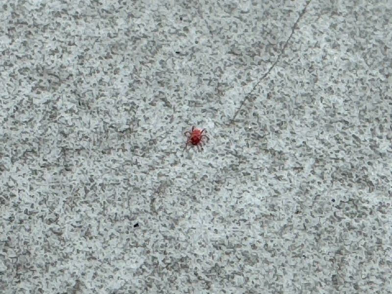 【住吉区目撃情報】ベランダにおる赤いちっちゃい虫