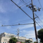 住吉区万代の電柱