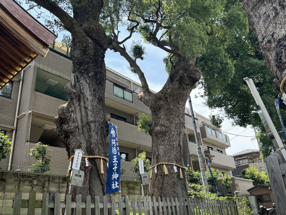 阿倍王子神社ご神木
