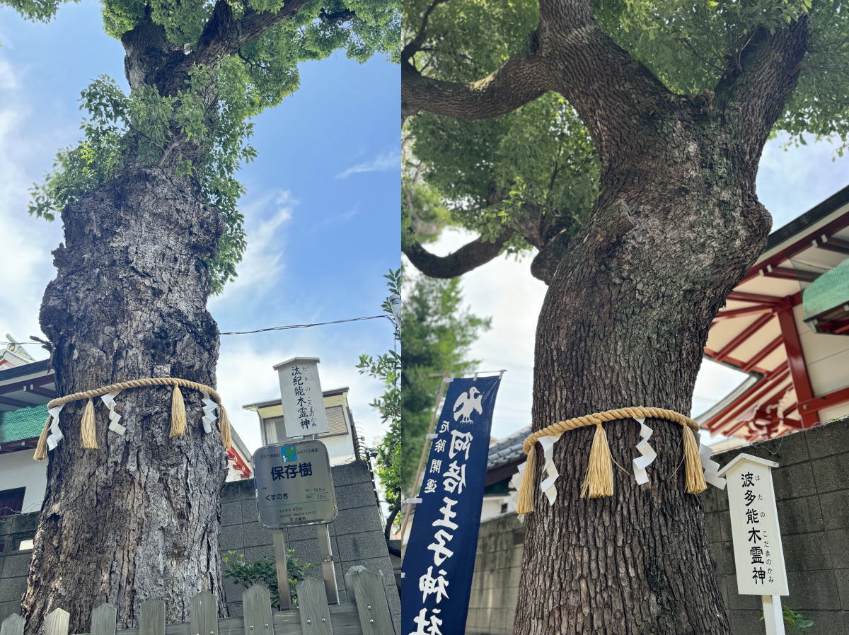 阿倍王子神社ご神木
