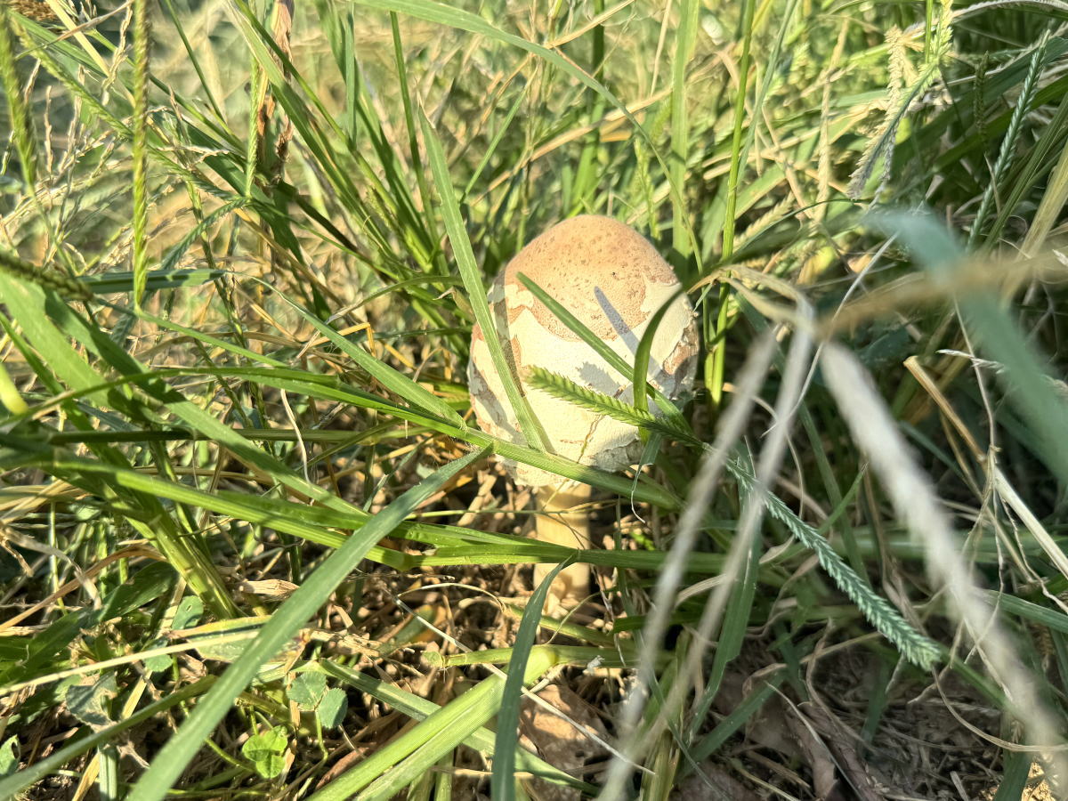 西長居公園で見つけた毒キノコの一種「オオシロカラカサタケ」