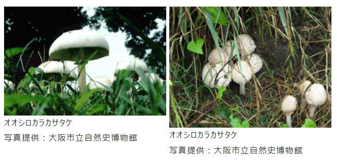 毒キノコの一種「オオシロカラカサタケ」