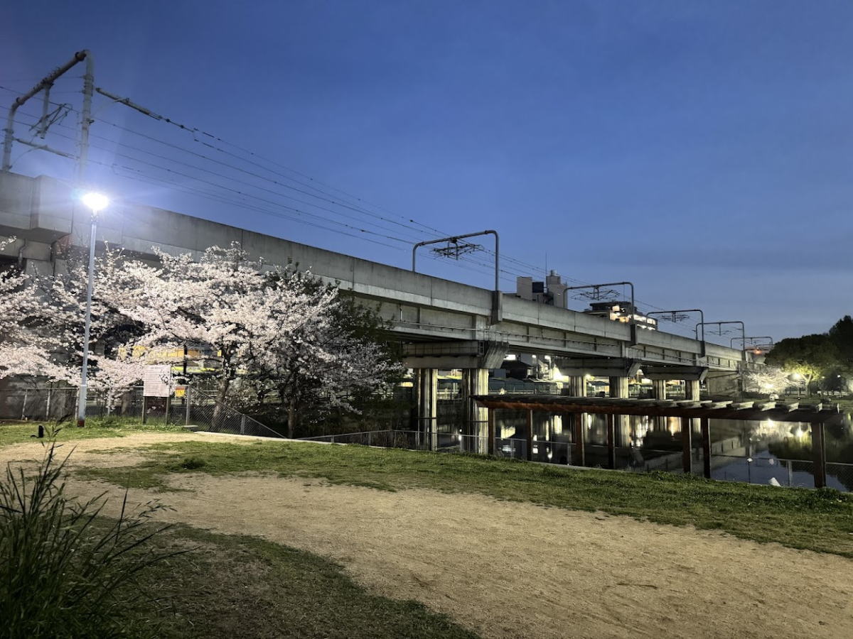 長池公園がまるで観光地。「逆さ桜とやなぎ」がすごすぎた。「たこ焼き まるちゃん」のイカ焼きと夜景