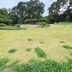 長居公園「郷土の森」のベンチんとこにある芝生広場「犬禁止」がなくなってた。