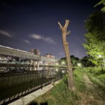 もっさもさで可愛かったのになんで?!見るも無残な姿になった長池公園の木