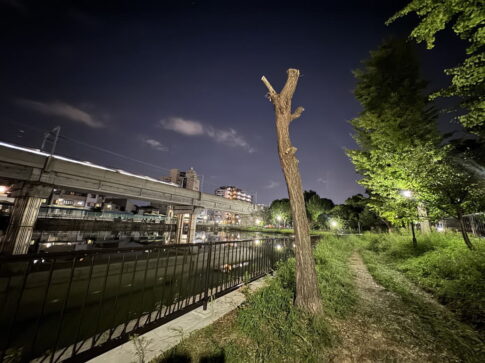 もっさもさで可愛かったのになんで?!見るも無残な姿になった長池公園の木