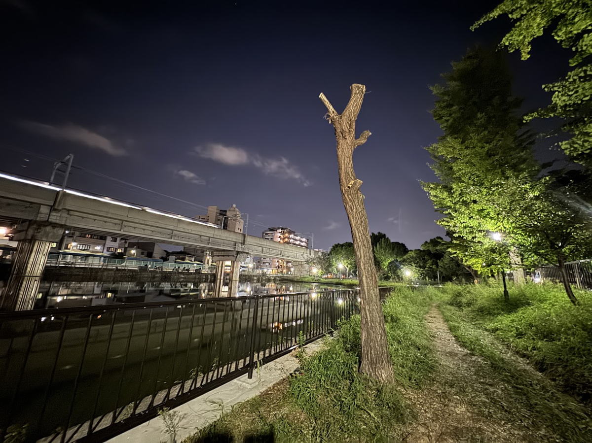 もっさもさで可愛かったのになんで?!見るも無残な姿になった長池公園の木